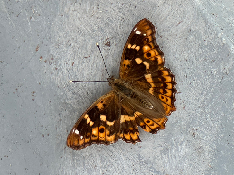 Kleiner Schillerfalter — Bild 1 von 1