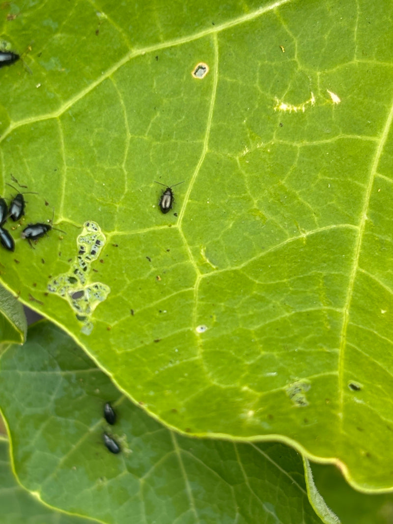 Kleiner gestreifter Kohlerdfloh — Bild 2