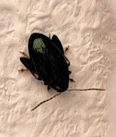 Kleiner gestreifter Kohlerdfloh — Bild 1