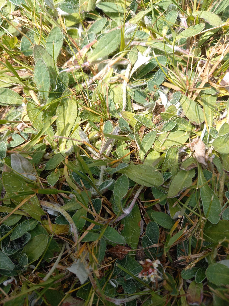 Kleines Habichtskraut — Bild 2
