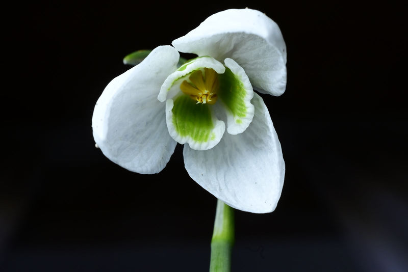Kleines Schneeglöckchen — Bild 4