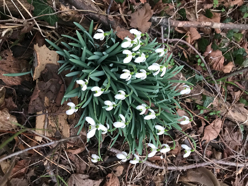 Eine dichte Gruppeblühender Kleiner Schneeglöckchen wächst inmitten von trockenem Laub auf dem Waldboden. Die charakteristischen weißen Blüten hängen anmutig...