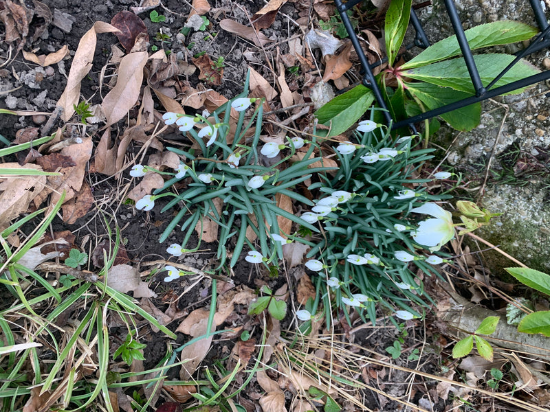 Auf dem Bild sind zwei Gruppen des Kleinen Schneeglöckchens mit vielen weißen Blüten und schmalen grünen Blättern zu sehen. Sie wachsen auf einem mit Laub be...