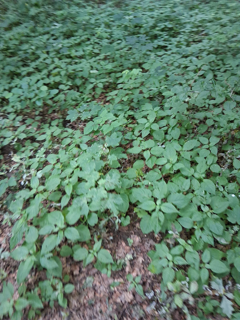 Kleines Springkraut — Bild 2