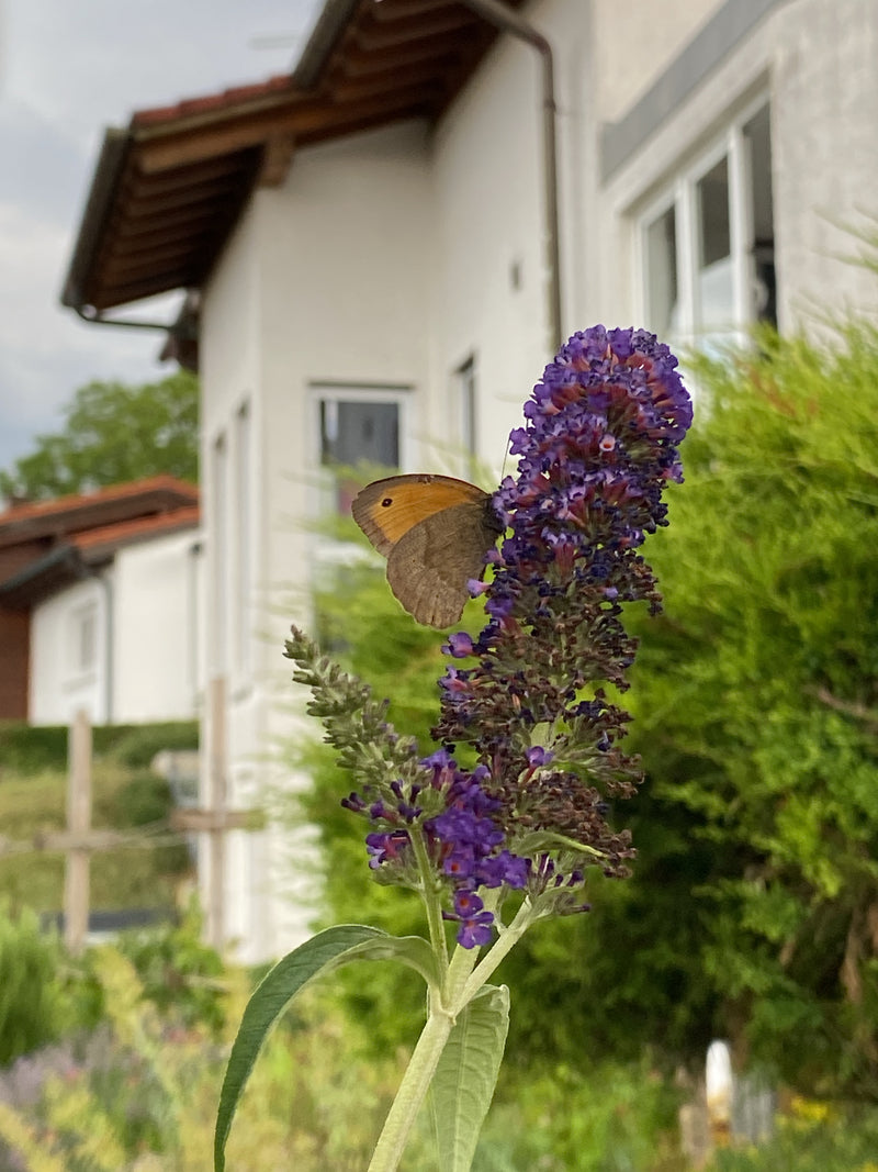 Kleines Wiesenvögelchen — Bild 3
