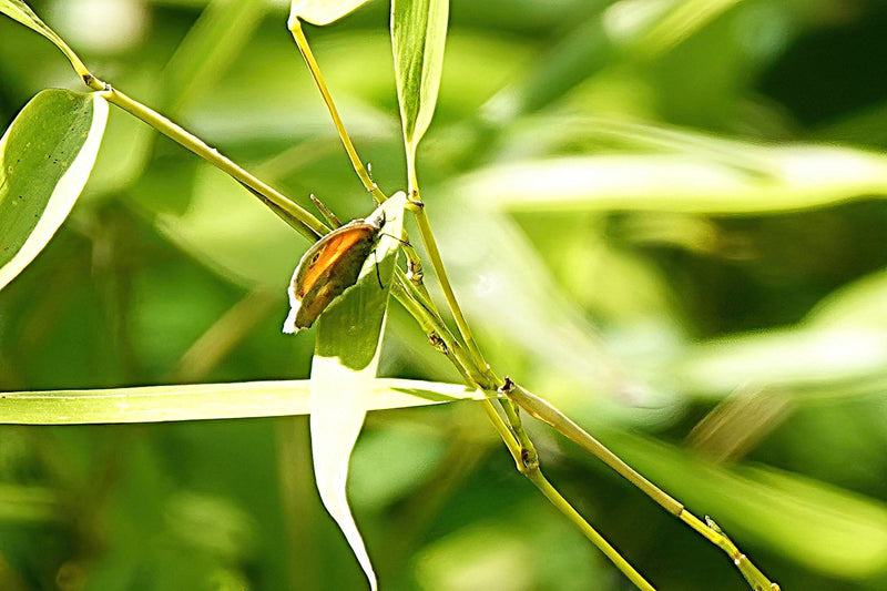 Kleines Wiesenvögelchen — Bild 2
