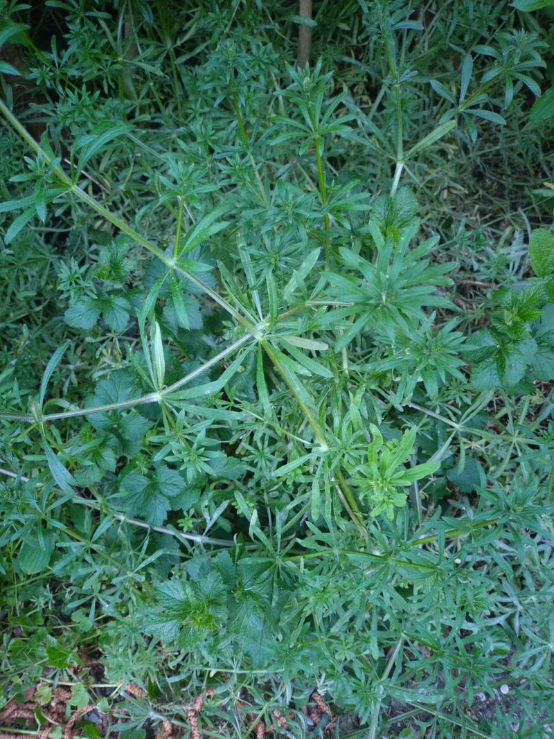 Kletten-Labkraut — Bild 4