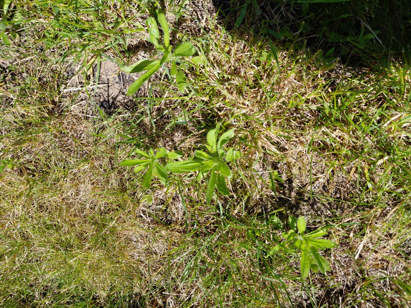 Kletten-Labkraut — Bild 3
