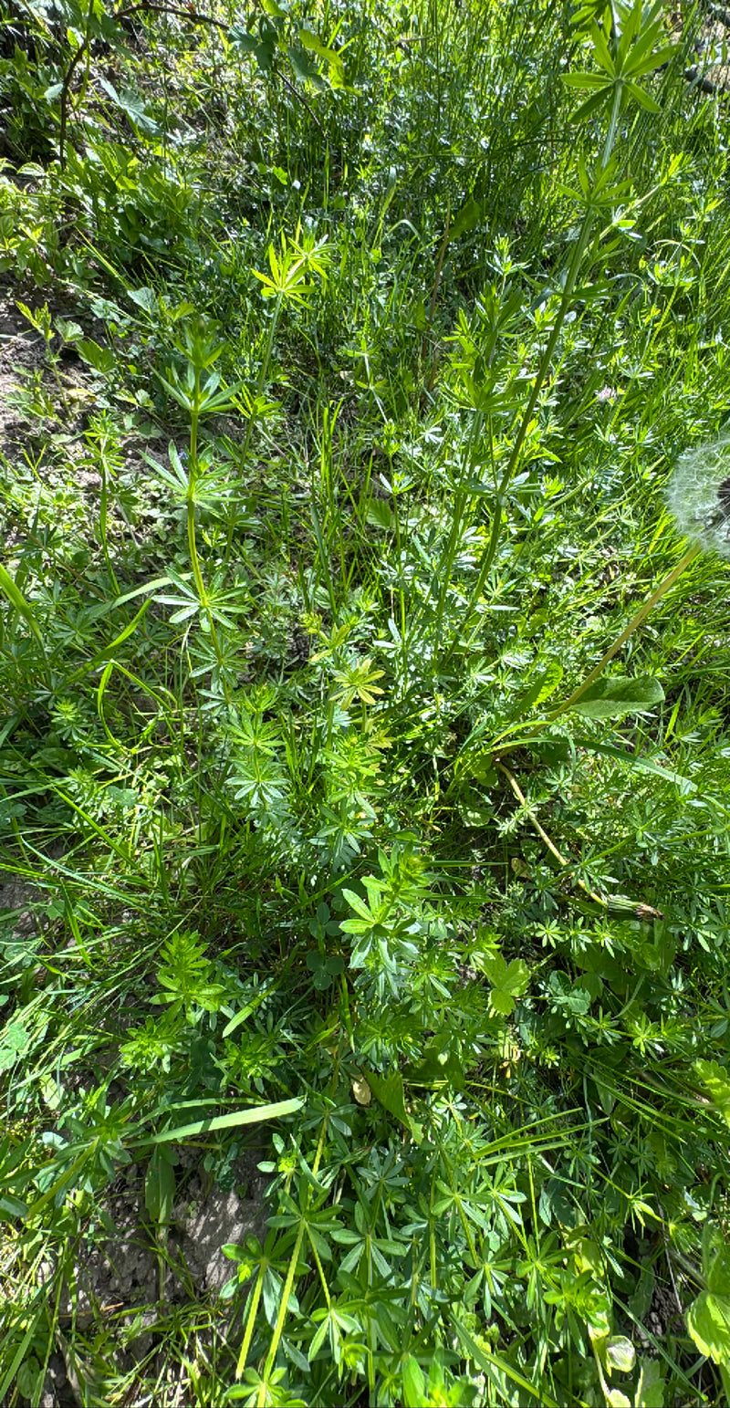 Kletten-Labkraut — Bild 1