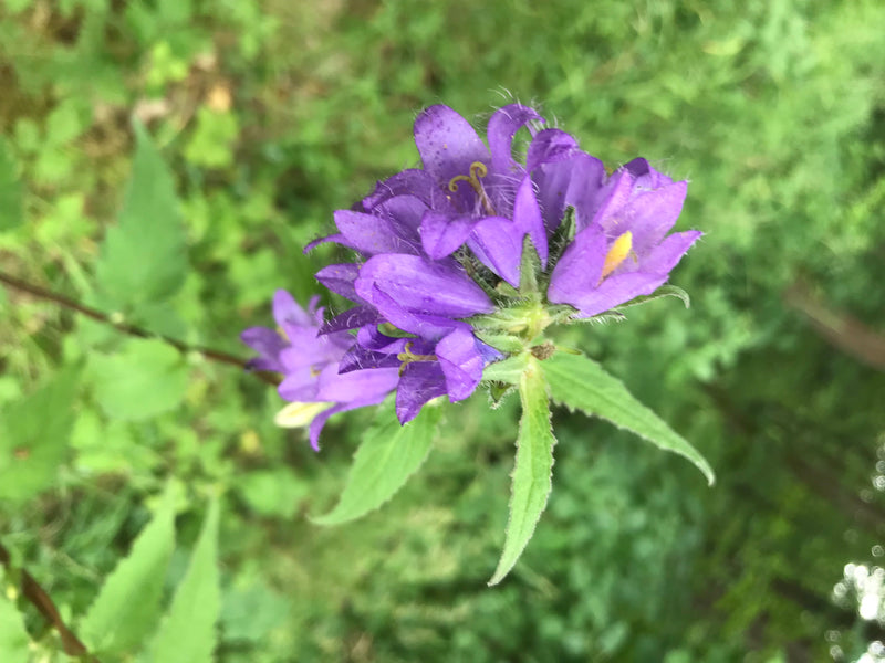 Knäuel-Glockenblume — Bild 1 von 1