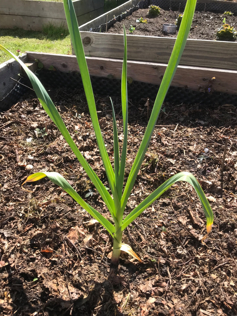Knoblauch — Bild 1