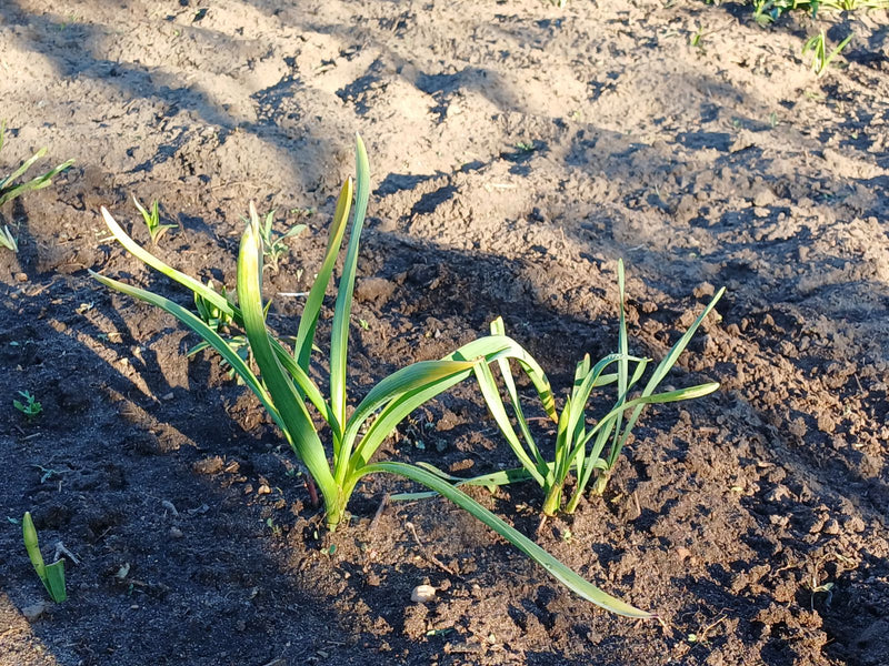 Knoblauch — Bild 3