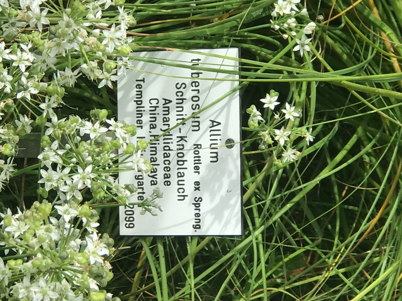 Auf dem Bild ist blühender Schnittknoblauch mit weißen Blüten in einem Gartenbeet zu sehen, ergänzt durch ein beschriftetes Hinweisschild.