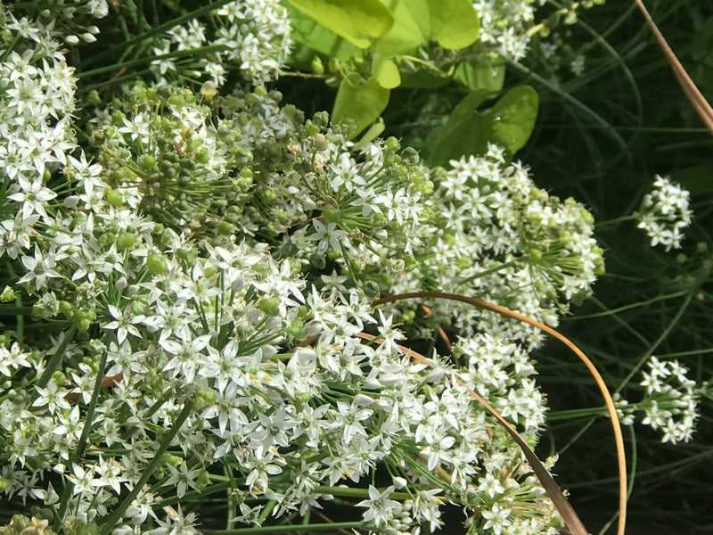 Auf dem Bild sind zahlreiche weiße Blüten und grüne Knospen des Schnittknoblauchs in Nahaufnahme zu sehen. Die feinen Dolden verdeutlichen den typischen Wuch...