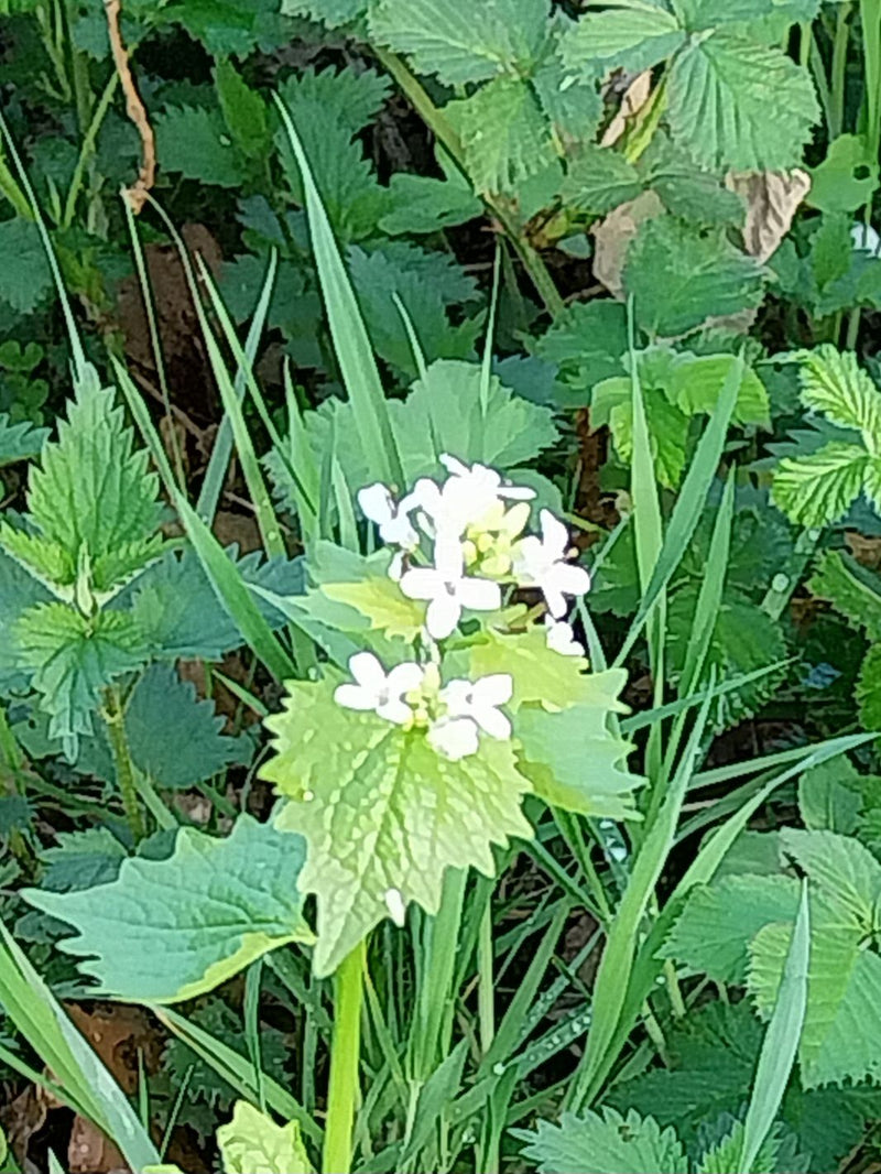 Knoblauchsrauke — Bild 1