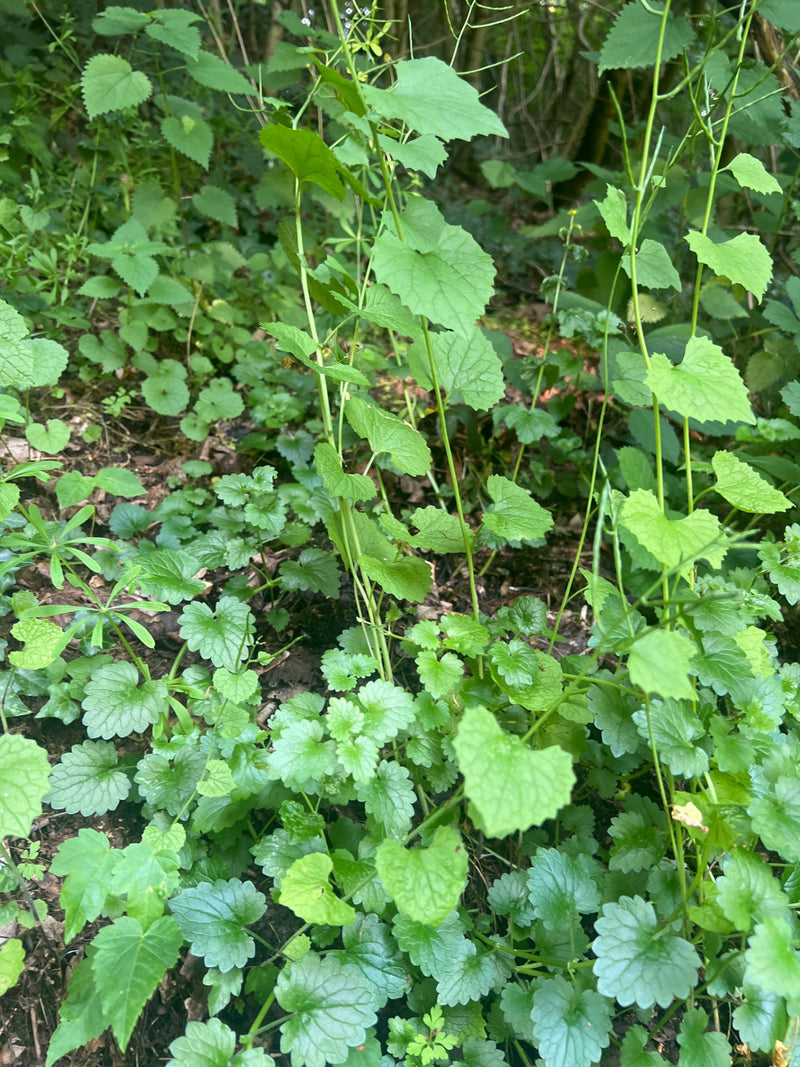 Knoblauchsrauke — Bild 4