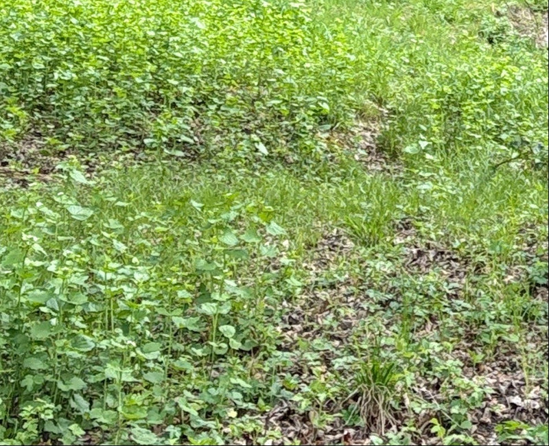 Knoblauchsrauke — Bild 2