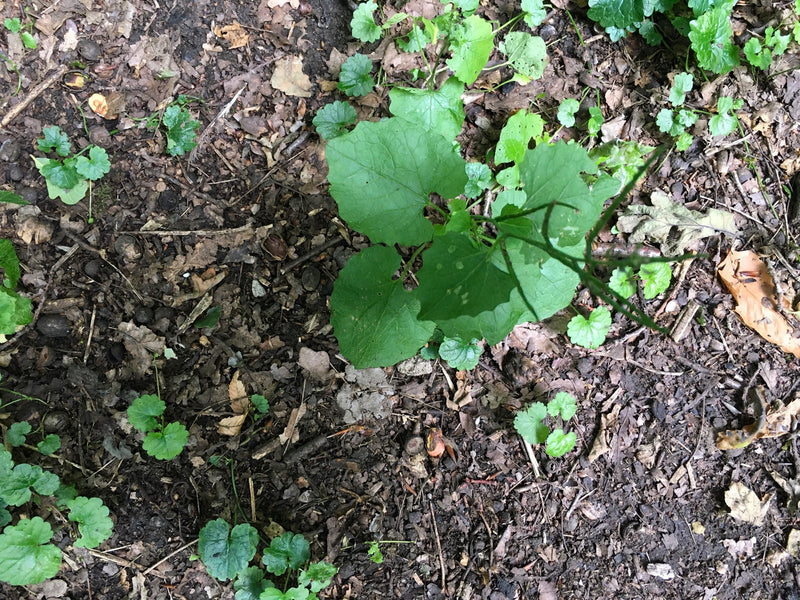 Knoblauchsrauke — Bild 3