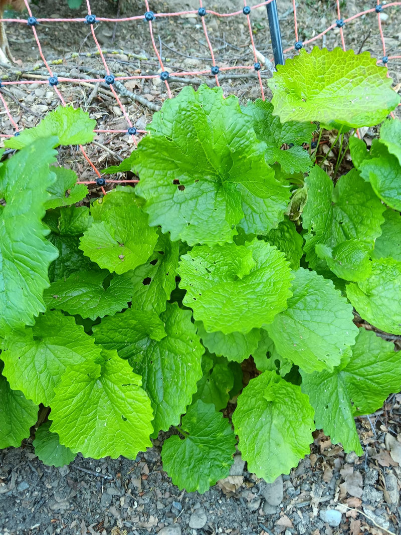 Knoblauchsrauke — Bild 5