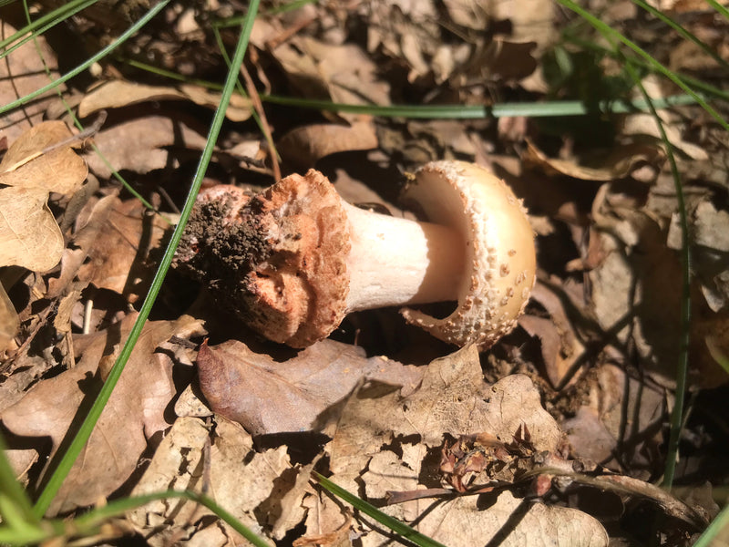 Knollenblätterpilz — Bild 5 von 10