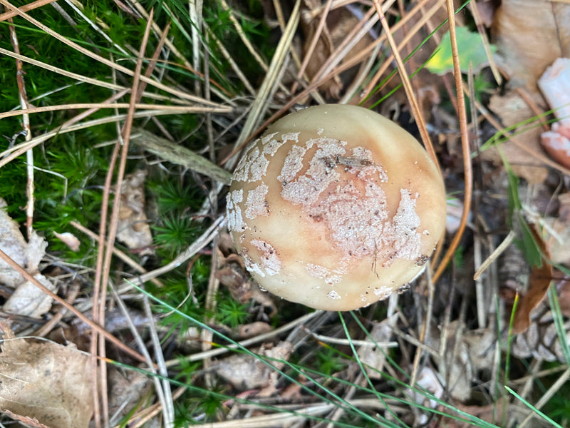 Knollenblätterpilz — Bild 3 von 10