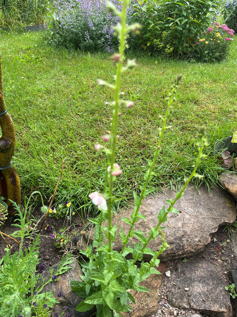 Knotige Braunwurz — Bild 3