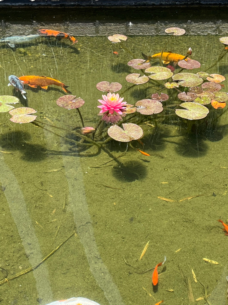 Koi — Bild 2