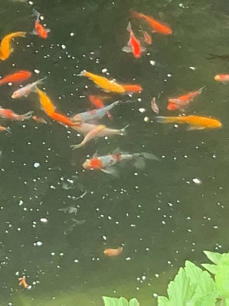 Koi — Bild 1