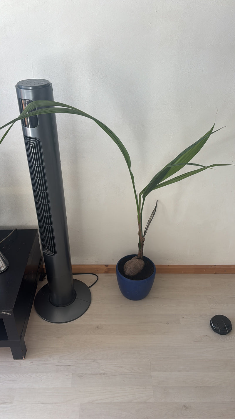 Kokospalme — Bild 1