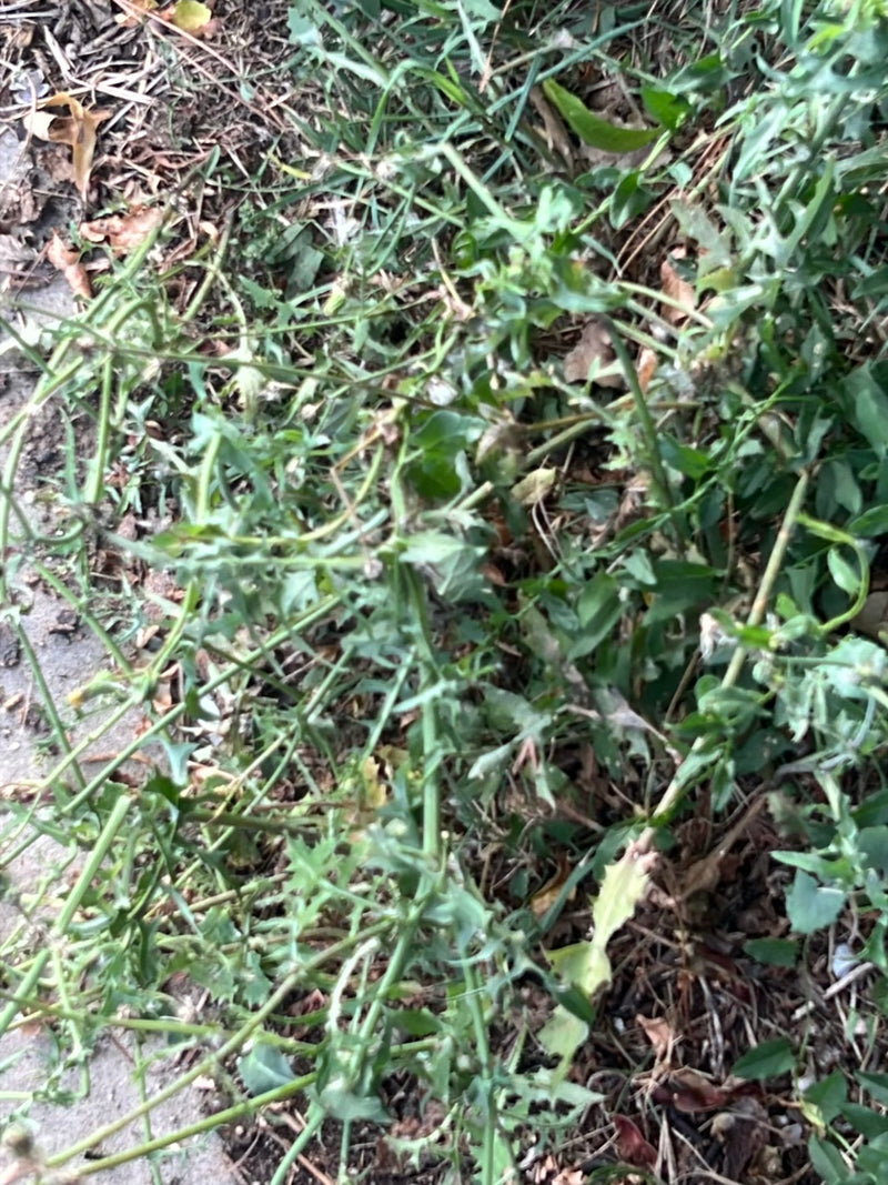 Kompasslattich — Bild 2