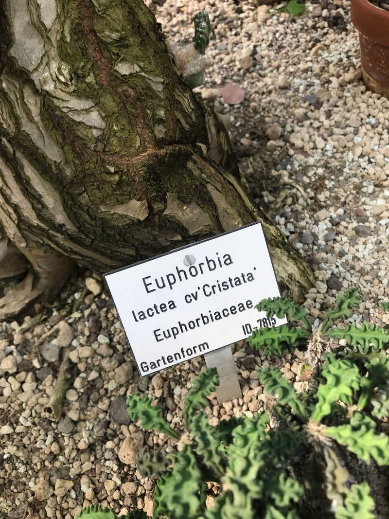 Zu sehen ist eine Korallen-Wolfsmilch mit einem dazugehörigen Pflanzenschild auf kiesigem Boden in einem Garten.