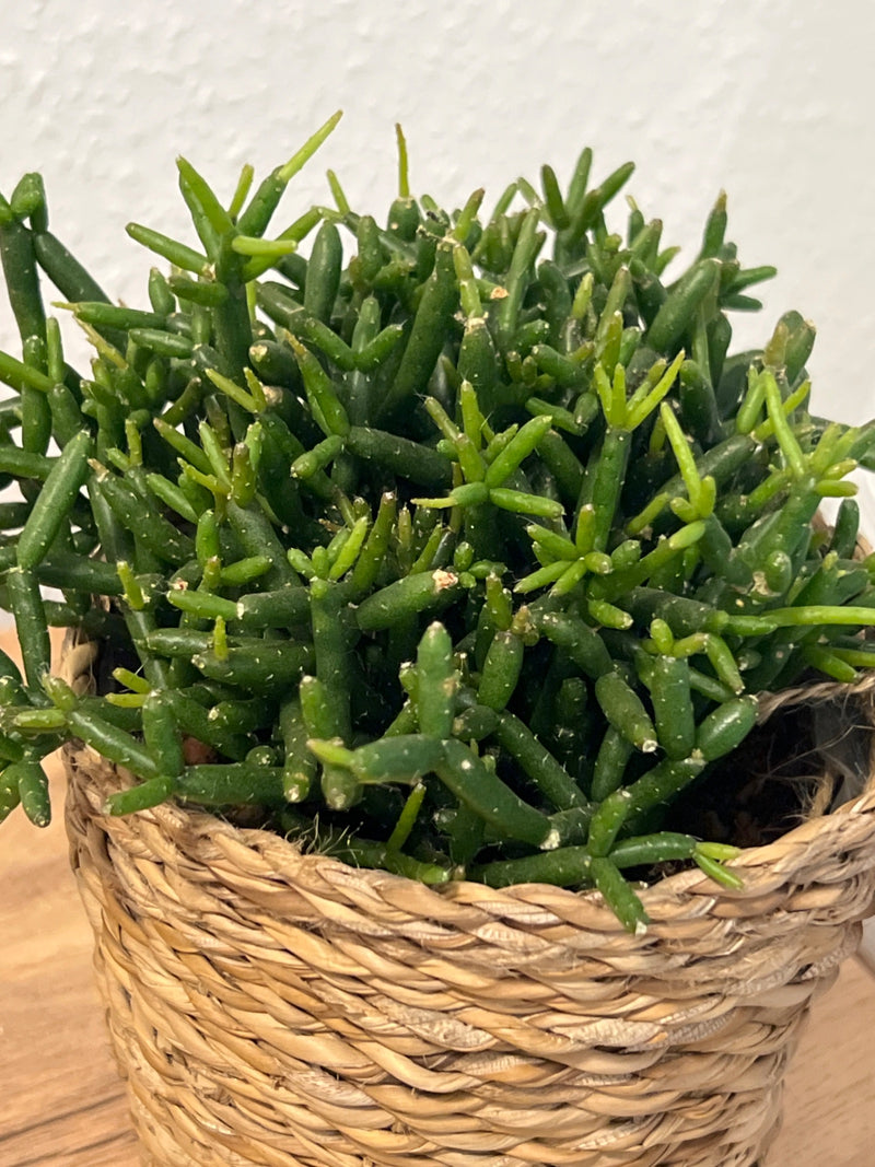 Korallenkaktus — Bild 4