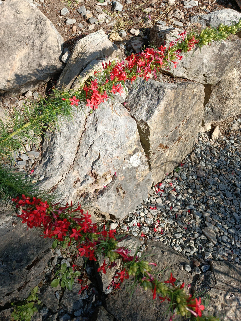 Korallenstrauch — Bild 1