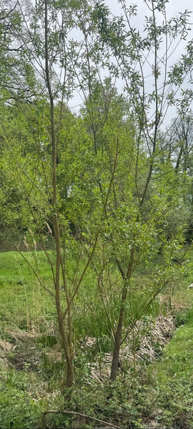Korb-Weide — Bild 1