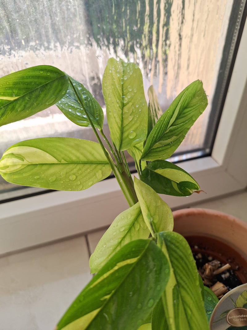 Korbmarante — Bild 2