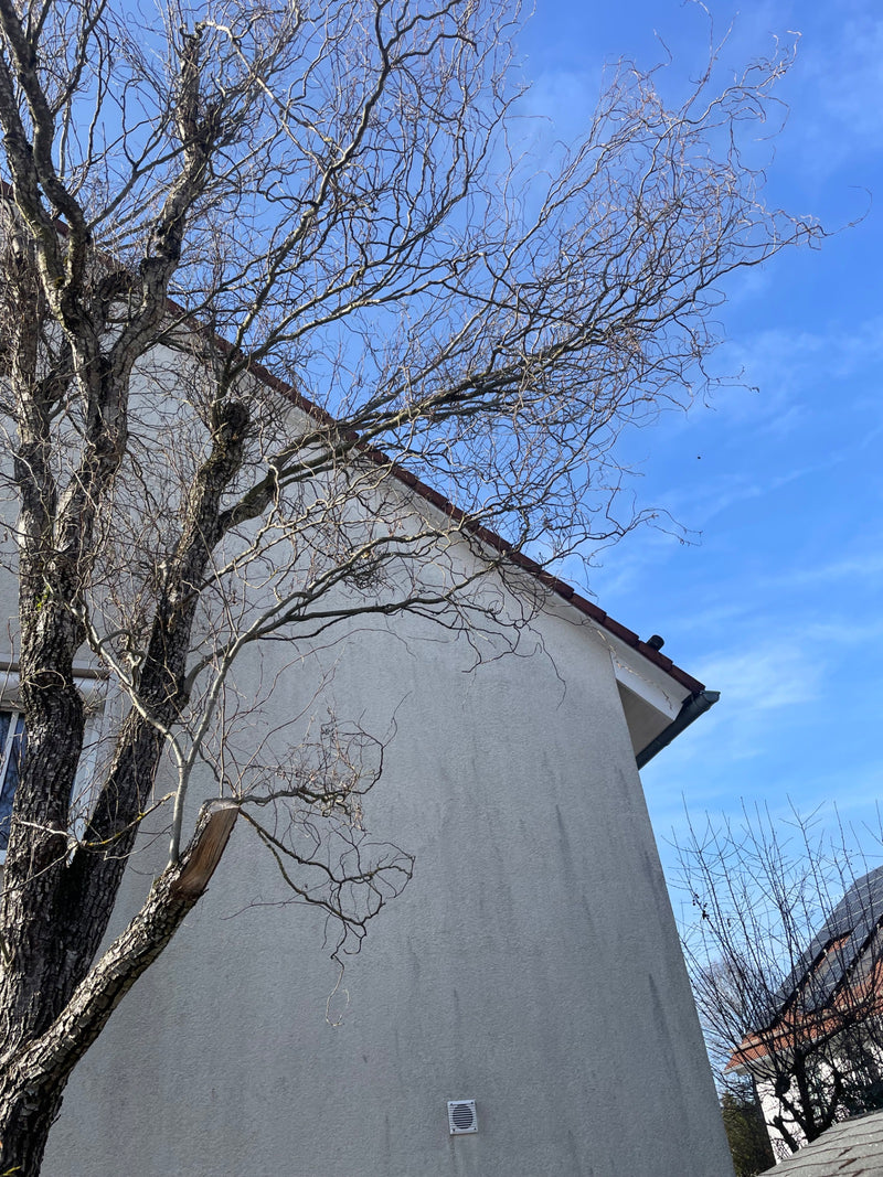 Korkenzieher-Weide — Bild 1