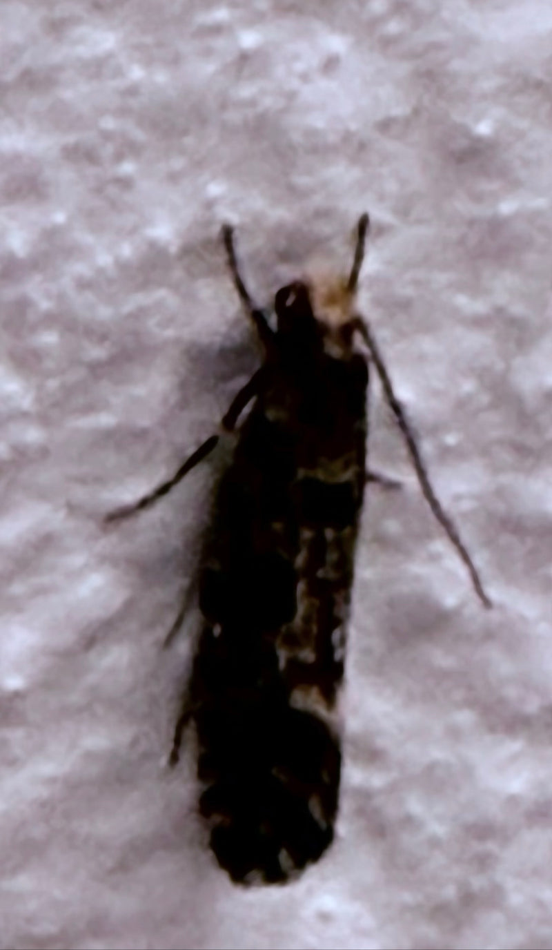 Korkmotte — Bild 2