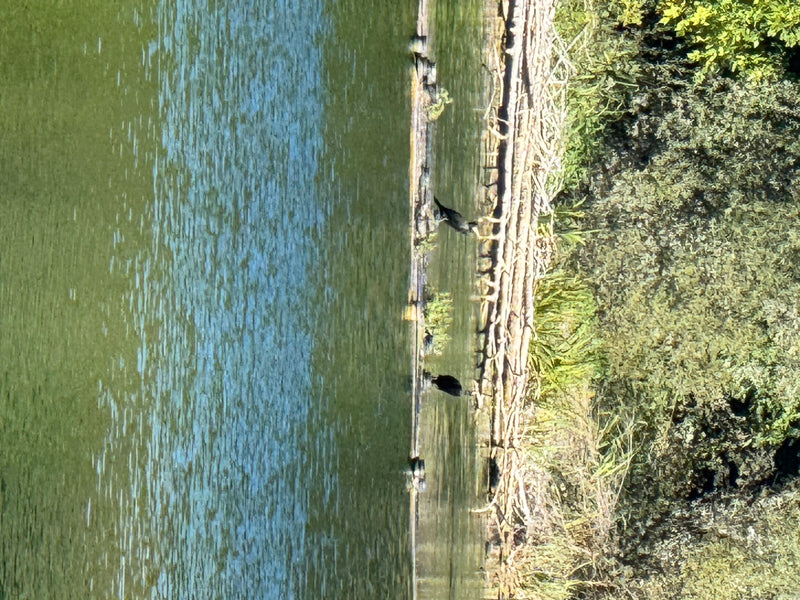 Auf dem Bild ist ein Kormoran am Ufer eines Gewässers zu sehen. Der Vogel ruht auf Holz oder Steinen am Wasser.
