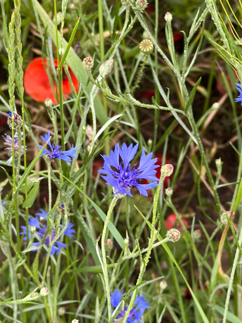 Kornblume — Bild 3