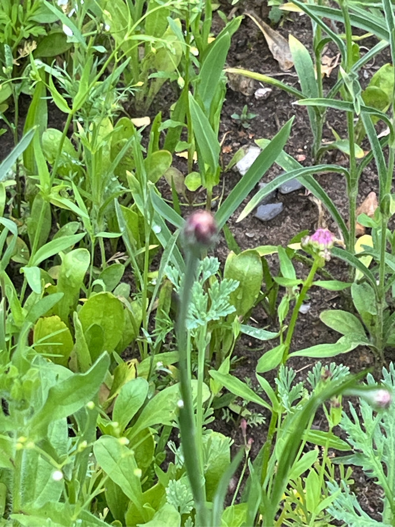 Kornblume — Bild 2