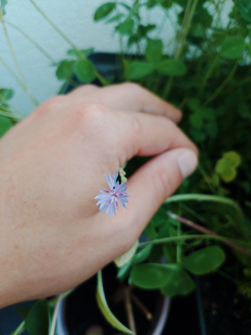 Kornblume — Bild 5