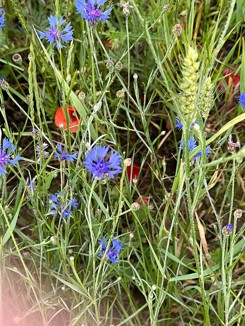 Kornblume — Bild 1