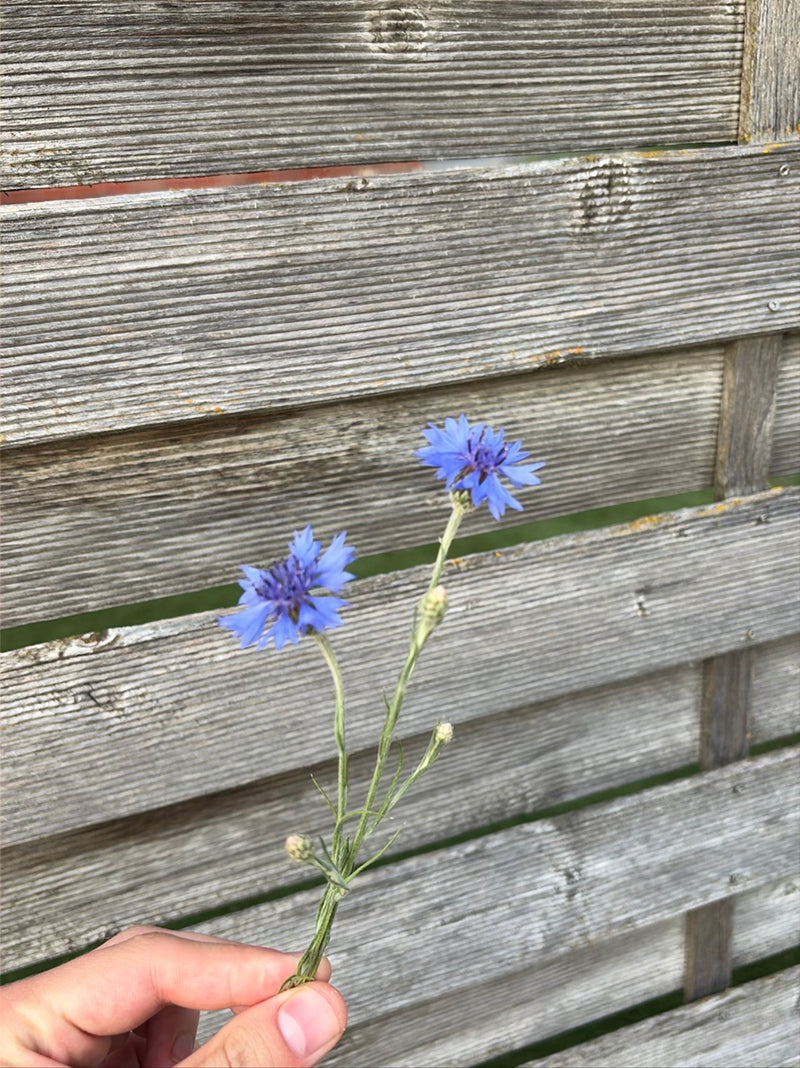 Kornblume — Bild 3