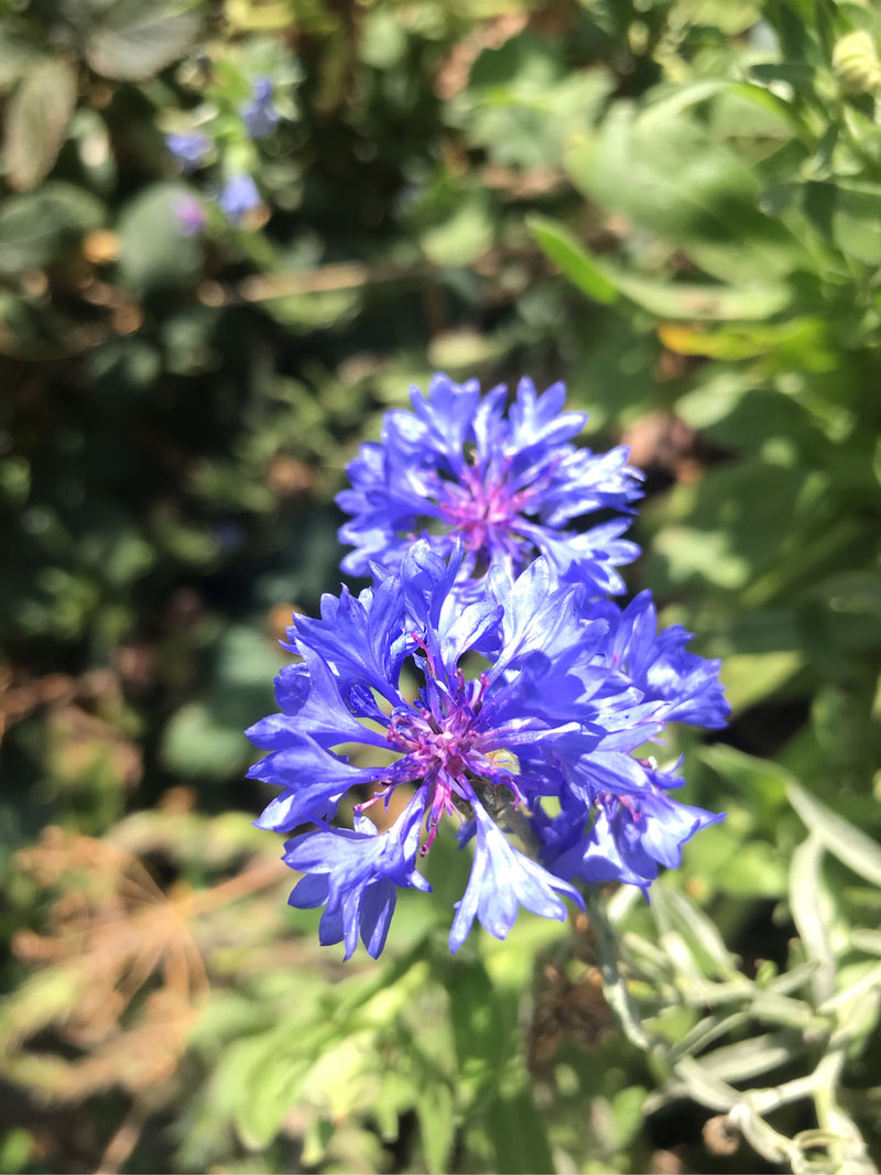 Kornblume — Bild 5 von 6