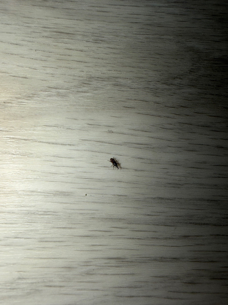 Kornkäfer — Bild 2