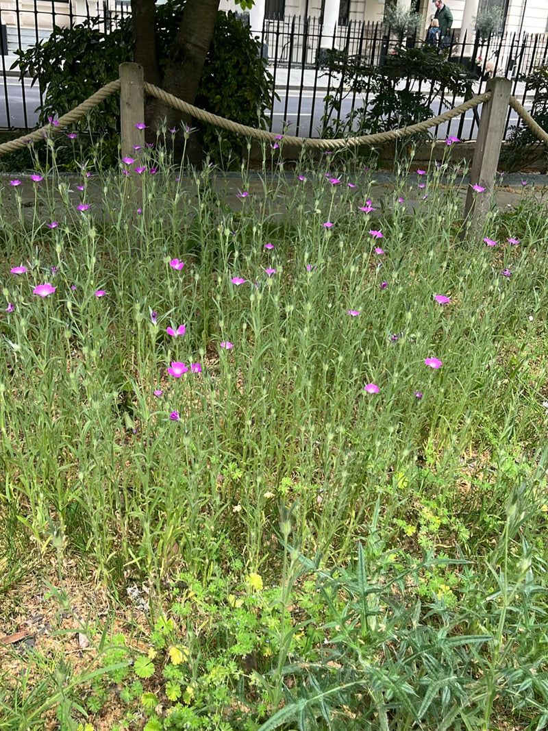 Kornrade — Bild 2
