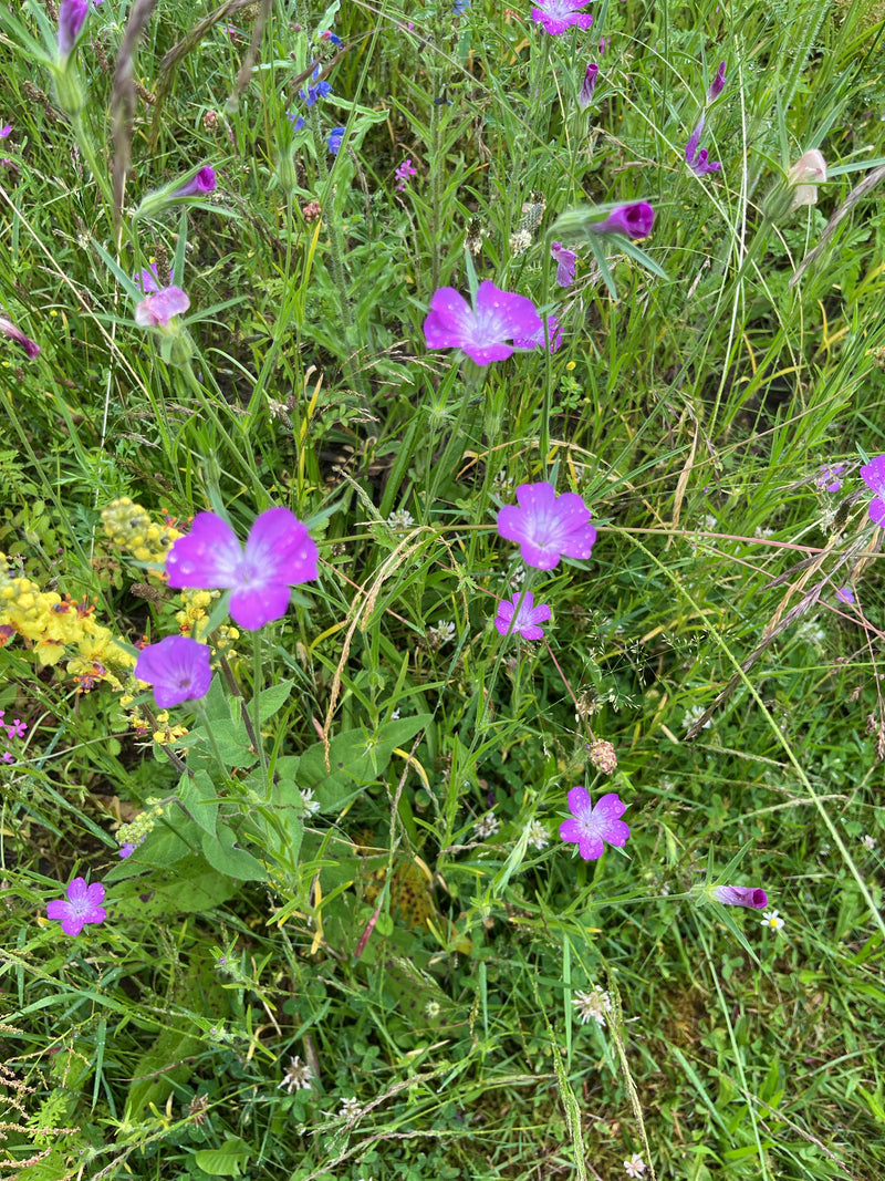 Kornrade — Bild 3