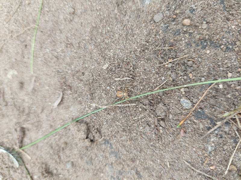 Krabbenspinne — Bild 1