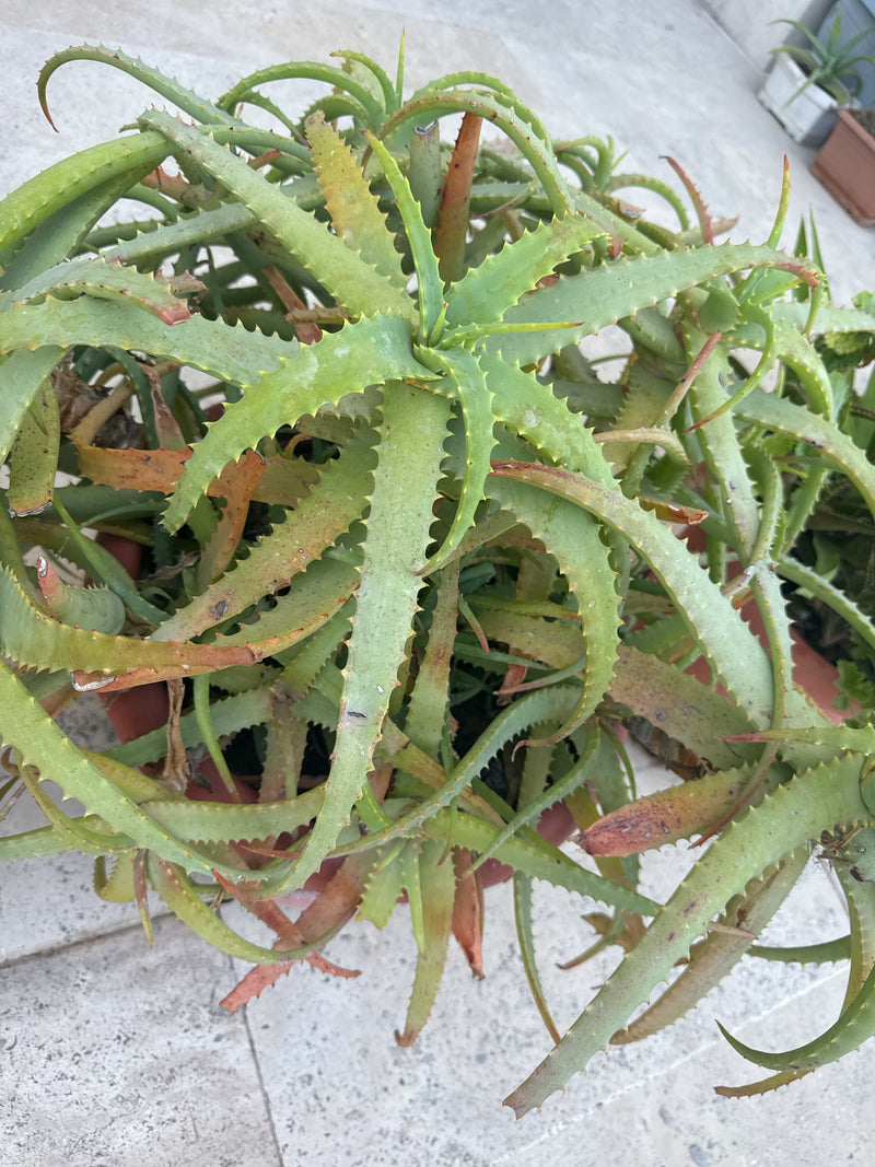Krantz-Aloe — Bild 2