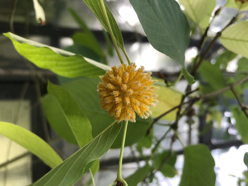 Kratom — Bild 3 von 3